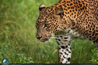Yala National Park Leopardo