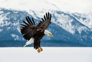 Aquila Alaska