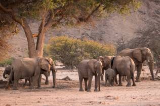 Elefanti nel Parco Nazionale Tsavo Ovest