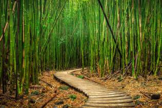 Bamboo forest, Maui