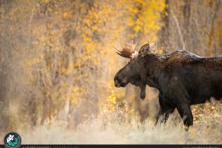 Jackson Hole