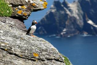 Puffins Irlanda