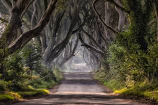 the Dark Hedges