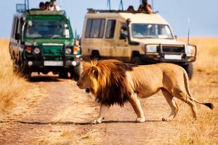 Leone in Tsavo Ovest