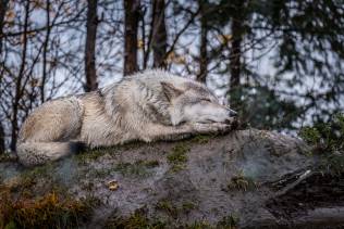 Lupo Alaska Wildlife Conservation Centre