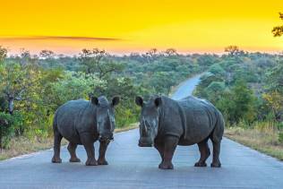 Rinoceronti