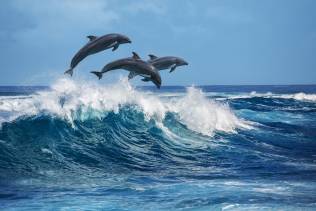 escursione per avvistare i delfini alle isole hawaii