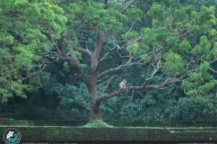 Sigiriya