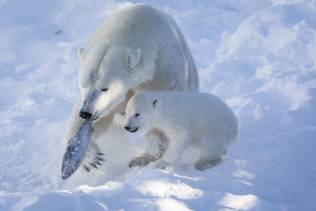 Orso Polare Ranua Wildlife Park