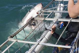 Shark Cage Gansbaai