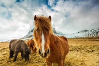 cavalli-montagna-islanda