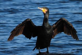 Cormorano