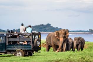 Yala National Park Elefante