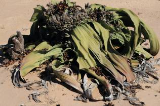 Welwitschia mirabilis