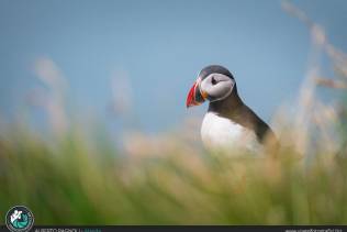 Puffin