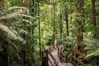 Daintree River Forest