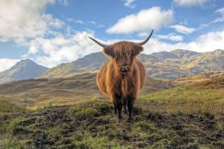 Fauna scozzese