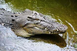 Daintree River Forest