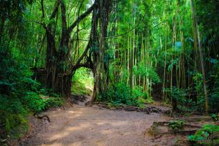 foresta di bambu hawaii