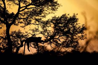 Tramonto Kruger