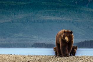 Orso Bruno Alaska