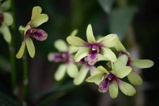 Orchidee Kandy