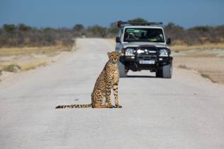 Leopardo