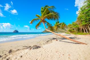 Spiaggia con alberi di cocco, Caraibi