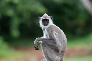Scimmietta Sri Lanka
