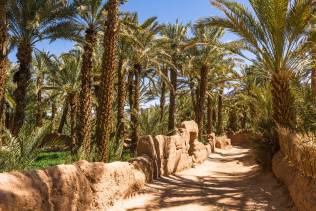 Palmeto Oasi Marocco