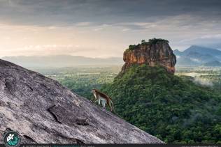 Lion's Rock Monkey