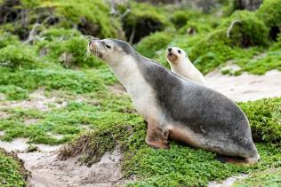 Kangaroo Island