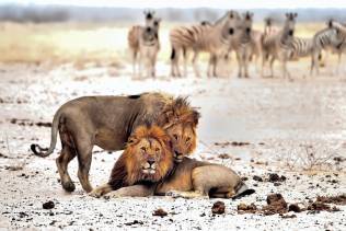 Etosha National Park