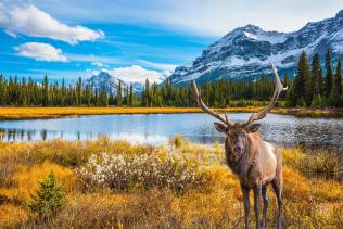 Cervo Rocky Mountains Canada