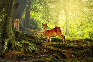 Parco dei cervi a Nara