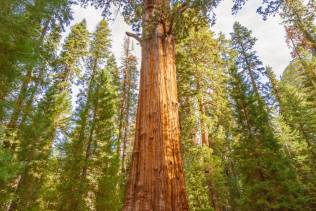 Sequoia