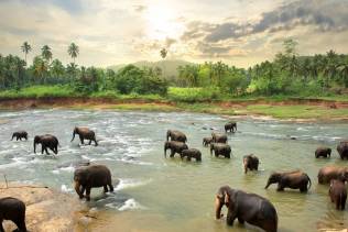 Elefanti Sri Lanka