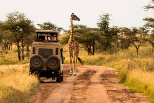 Safari in Amboseli