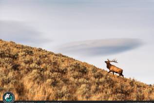 Yellowstone