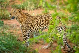 leopardo