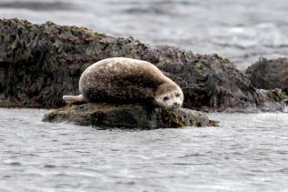 foca jokulsarlon