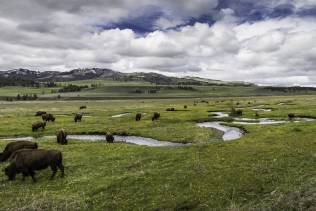 viaggio organizzato negli stati uniti yellowstone lamar valley