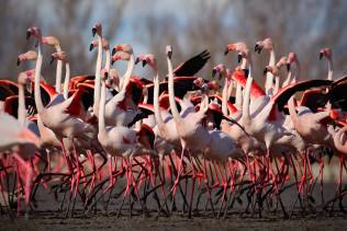 Camargue