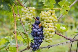 La via dei vini alsaziana