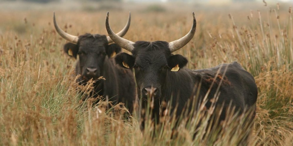 Tori della Camargue