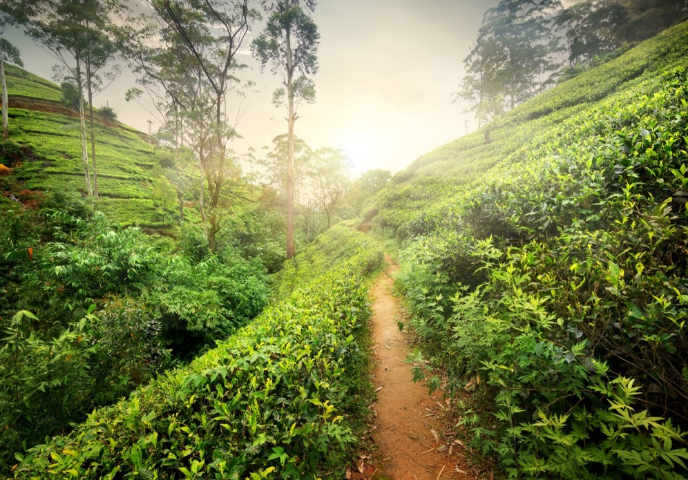 Sri Lanka - Nuwara Eliya