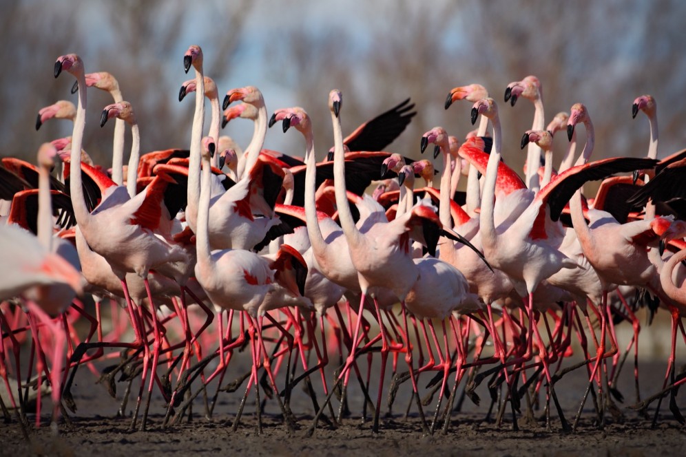 Viaggi organizzati in Camargue - fenicotteri rosa