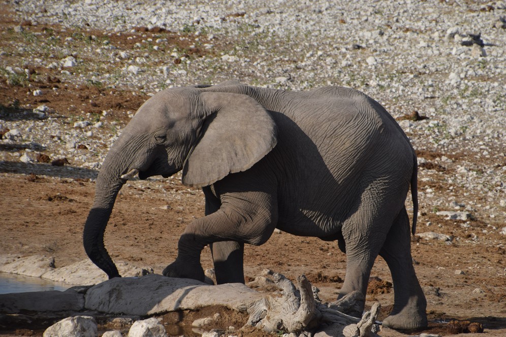 Viaggio di gruppo in Namibia - Elefante