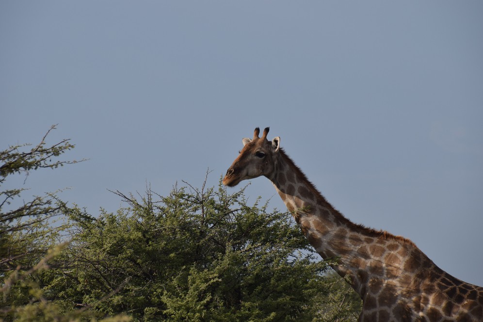 Viaggio di gruppo in Namibia - Giraffa