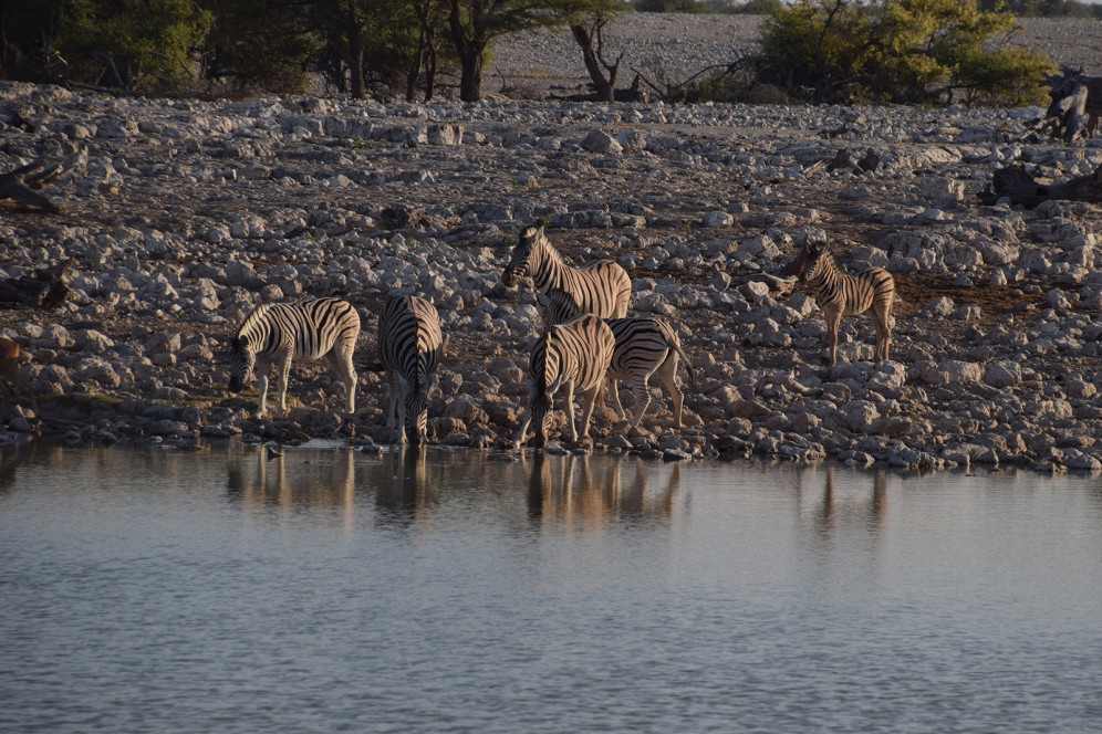 Viaggio di gruppo in Namibia - Zebre